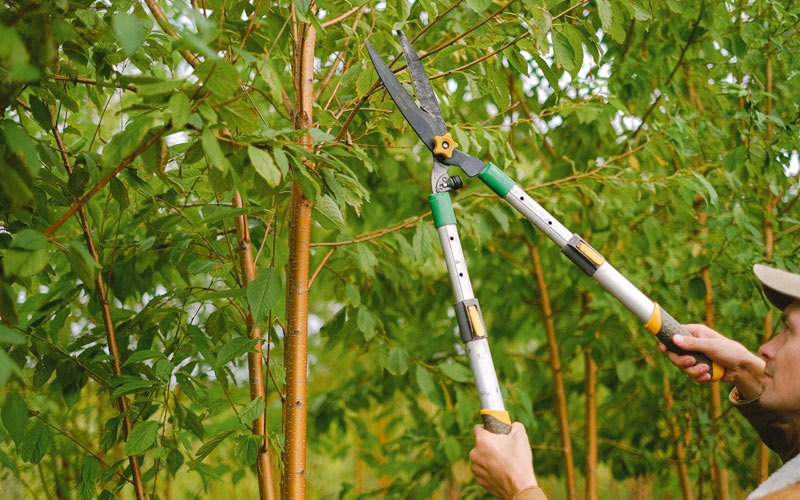Tree trimming in Chino Hills, CA